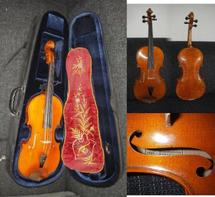 Schöne Viola aus Bubenreuth